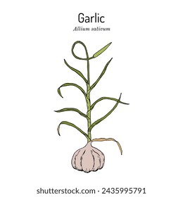 Garlic (Allium sativum), edible and medicinal plant. Hand drawn botanical vector illustration