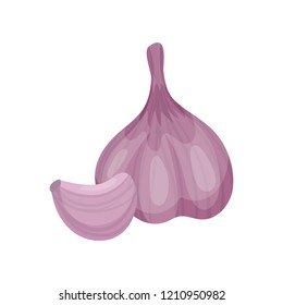 Garlic, aromatic vegetable vector Illustration on a white background