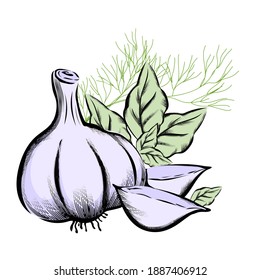 Garlic with basil leaves and dill, hand drawn engraving vector illustration isolated on white background. Food culinary spices and herbs ingredients of garlic, dill  and basil.