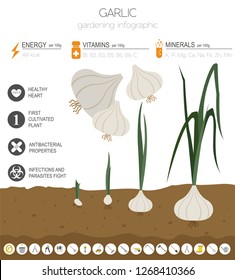 Garlic beneficial features graphic template. Gardening, farming infographic, how it grows. Flat style design. Vector illustration