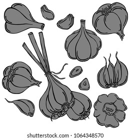 Garlic black line with background, vector