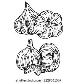 Garlic Black and white image. Vegetable Icon isolated on white background. Vector illustration of sliced garlic, garlic clove, garlic bulb in simple style.