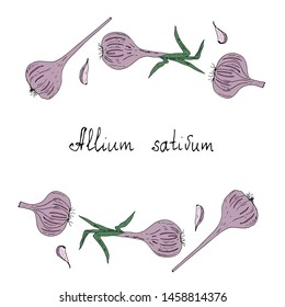Garlic. Border, frame. Vector illustration.