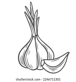 Garlic bulb and clove line icon vector illustration. Hand drawn outline whole head of organic garlic with fresh leaf and clove in peel, natural plant and healthy spice ingredient for flavoring food