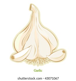 Garlic Bulb, Cloves. Distinctive aroma and taste, popular seasoning in international cuisines for cooking, meats, poultry, salads, soups, vegetables. See more herbs in this series. EPS8 compatible.