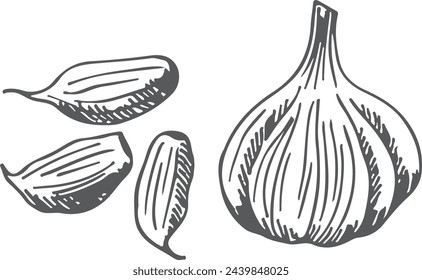 Garlic bulb and cloves drawing. Cooking ingredient sketch