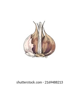 Garlic bulb, colored hand drawn sketch style vector illustration isolated on white background. Garlic plant close up image for food seasoning and flavoring.