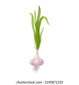 garlic bulb green stalk cartoon. fresh spice, food plant, vegetable green garlic bulb green stalk vector illustration