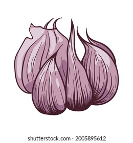 Garlic bulb hand drawn vector sketch illustration. Color flat clipart. Traditional medicine herbs and spice. Natural healthy food.