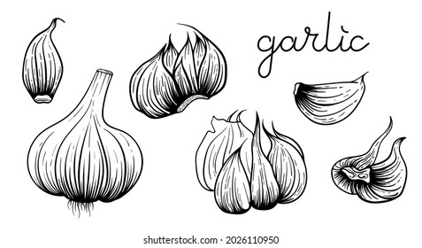 Ilustración vectorial de bombilla de ajo dibujada a mano. Clíparte de dibujo gráfico. Hierbas y especias de medicina tradicional. Alimentos naturales saludables.