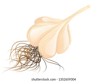 garlic bulb isolated on a white background