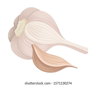 Garlic Bulb Isolated On White Background Vector Item