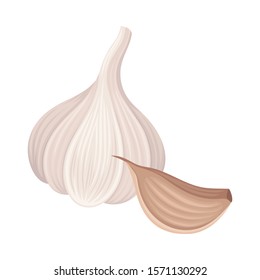 Garlic Bulb Isolated On White Background Vector Item