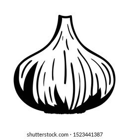 Garlic bulb on a white background. Vector illustration