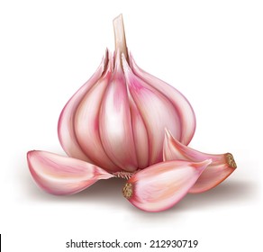 garlic and garlic bulb on a white background. vector illustration