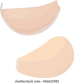 garlic bulb on white background. vector illustration