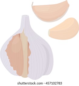 garlic and  bulb on white background. vector illustration