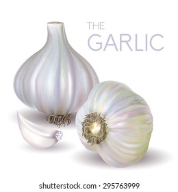 garlic bulb and slice isolated on white background. Vector illustration.