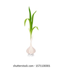 Garlic Bulb With Top Stalks Isolated On White Background Vector Item