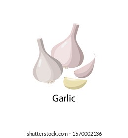 Garlic bulb vector illustration in flat design isolated on white background.