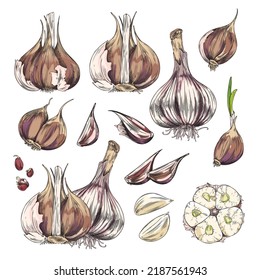 Garlic bulbs and cloves collection, hand drawn sketch vector illustration isolated on white background. Garlic plant various details and elements bundle.