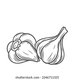 Ilustración vectorial de la línea de bombillas de ajo. Eslabón de mano dos cabezas enteras de ajo orgánico en cáscara, especias orgánicas frescas para la nutrición, verduras para cocinar y sazonar, comer comida picante