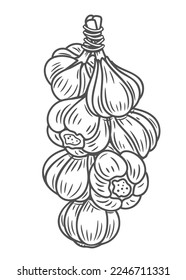 Garlic bunch line icon vector illustration. Hand drawn outline braid of garlic bulbs hanging on rope, plait of vegetables harvest with string for storage in kitchen, raw ripe food ingredient