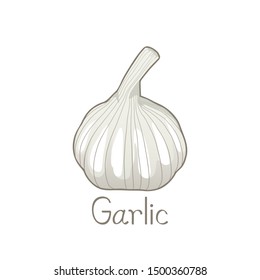 Garlic with Calligraphic text on white background.Vector