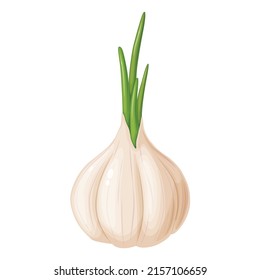 Garlic in cartoon style. Vegetable from the garden. Organic food.