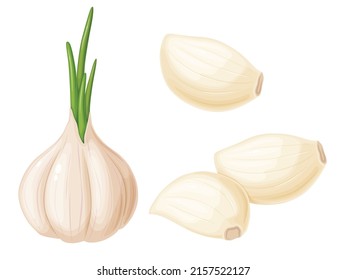 Garlic in cartoon style. Vegetable from the garden. Organic food.