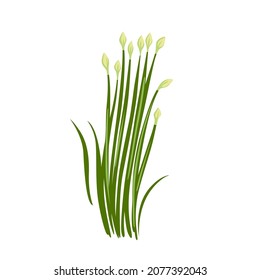 Garlic chinese chives, Kow Choi, Allium tuberosum. Asian cuisine ingredient, green herb. Healthy vegetarian food. Flat vector illustration.  svg