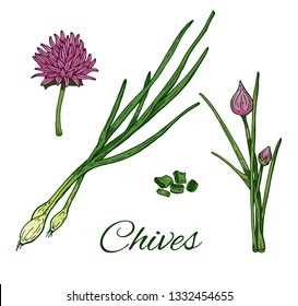 Garlic Chives hand drawn colorful set. Leaves, sliced pieces and flower. Retro botanical art. Medical herb and spice. Vintage green raw chives. Herbal vector illustration isolated on white background