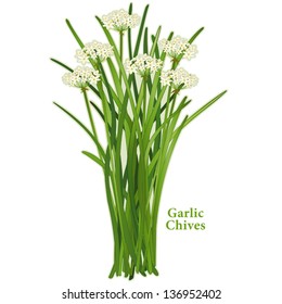 Garlic Chives Herb, edible white flowers. Also called Chinese Chives, wild onion, wild garlic. Popular for cooking in Japan, China, SE Asia. See other herbs & spices in this series. EPS8 compatible.