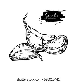 Garlic clove hand drawn vector illustration. Isolated Vegetable  Engraved style object. Detailed vegetarian food drawing. Farm market product. Great for menu, label, icon