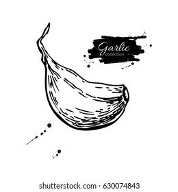 Garlic clove hand drawn vector illustration. Isolated Vegetable  Engraved style object. Detailed vegetarian food drawing. Farm market product. Great for menu, label, icon