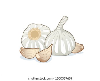 Garlic with clove on white background.Vector Design