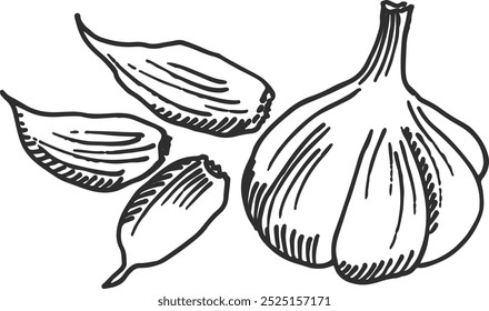 Garabato de dientes de ajo. Dibujo a mano de vegetales picantes
