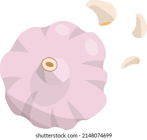 Garlic with cloves. Flat design vector illustration of garlic on white background