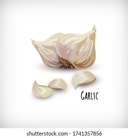 Garlic cloves in flat style isolated on white background. Vegetable organic eco bio farm product. Lettering Garlic. Spice plant condiment collection. Vector illustration.