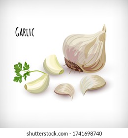 Garlic cloves in flat style. Whole garlic bulbs, peeled whole cloves, parsley leaf.  Vegetable eco bio farm product. Lettering Garlic. Fresh market organic vegan diet ingredient. Vector illustration.