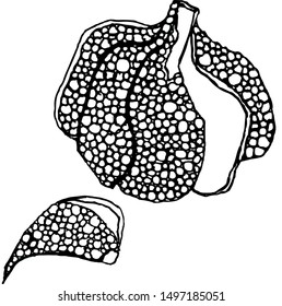 Garlic, cloves of garlic on a white background