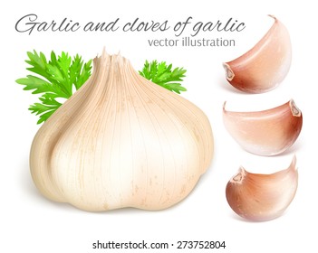 Garlic And Cloves Of Garlic With Parsley. Vector Illustration