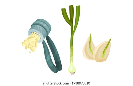 Garlic Cloves Used in Culinary as Spice and Condiment and Garlic Press Vector Set