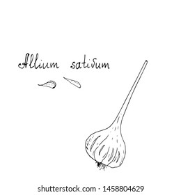 Garlic and garlic cloves. Vector illustration.