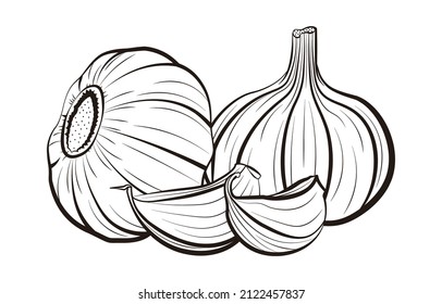 Garlic And Garlic Cloves Vector Illustration