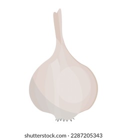 Garlic for colds. garlic bulb isolated