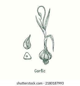 Garlic colection.  Ink black and white doodle drawing in woodcut style