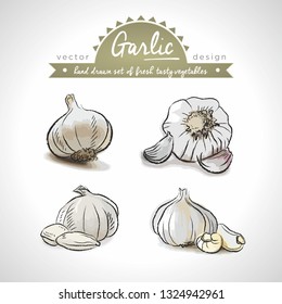 Garlic Collection of fresh vegetables with leaf. Vector illustration. Isolated