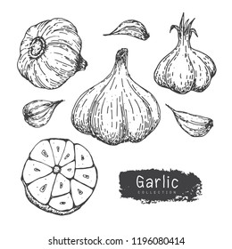 Garlic Collection, Hand Draw Garlic Vector Set iSolated White Background.