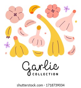 Garlic collection, vector illustration of garlic bulbs and cloves isolated on white background, healthy vegetables, cute cartoon drawing, hand drawn icon set,